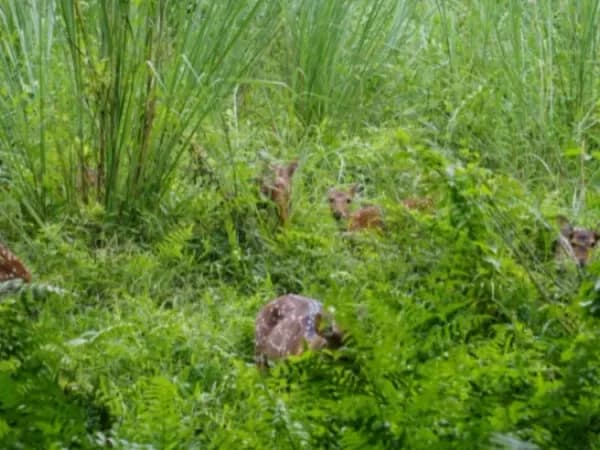 Chitwan jungle safari by jeep and dugout canoe in 3 days