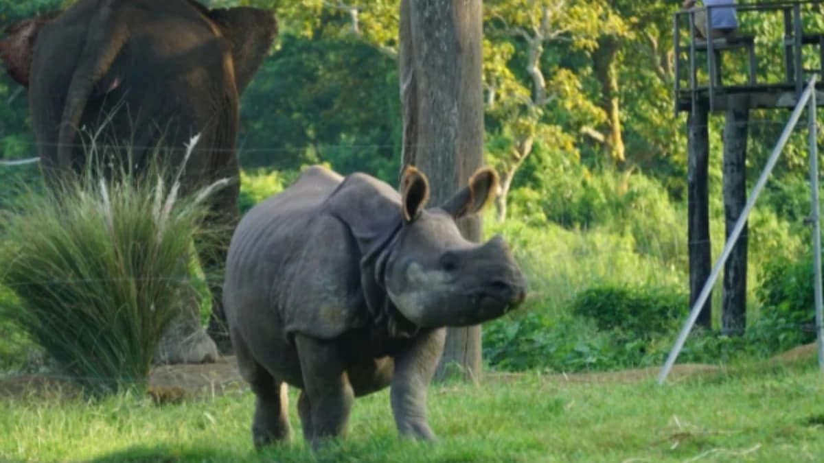 Wildlife safari scene with rhinoceros and elephant in lush national park grassland.