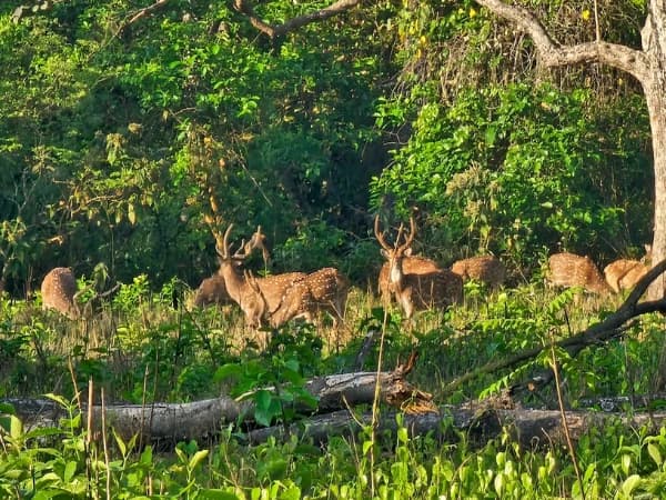 Bardia National Park6