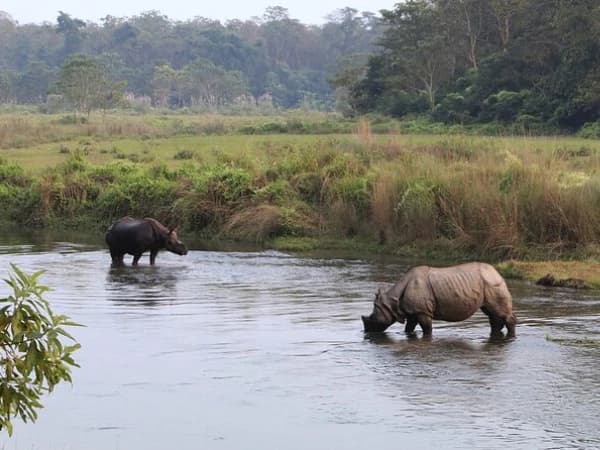 Chitwan7