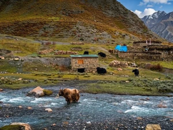 Dolpo 11