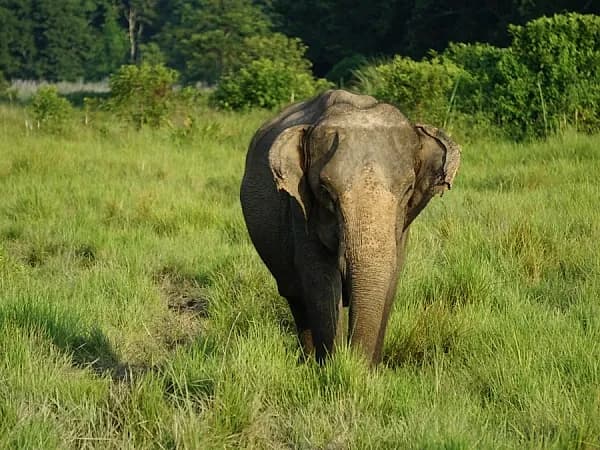 Elephant 1