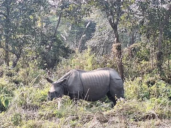 Rhino