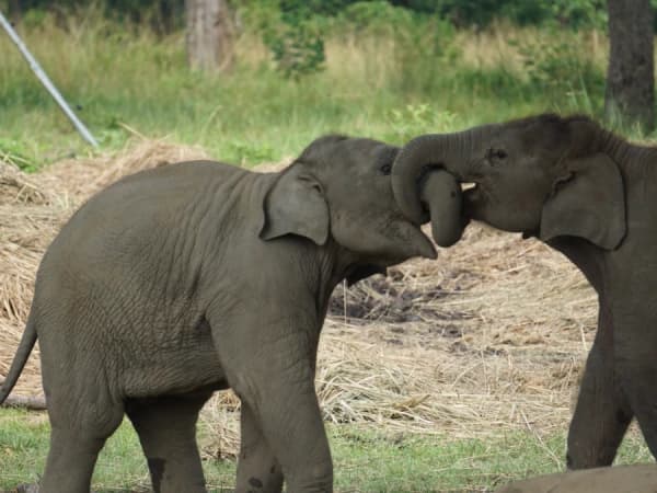 Rhinoooo 1