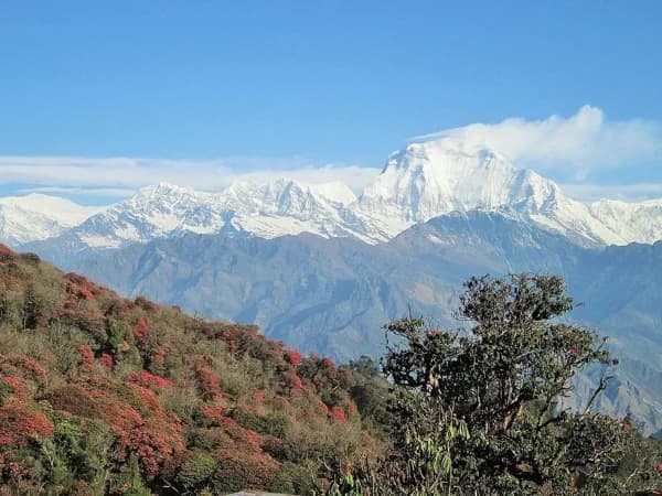 Dhaulagiri above rhododendron forest on the Khopra Danda trek, Annapurna region, Nepal