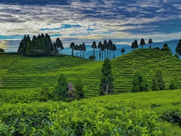 Illam Nepal Travel