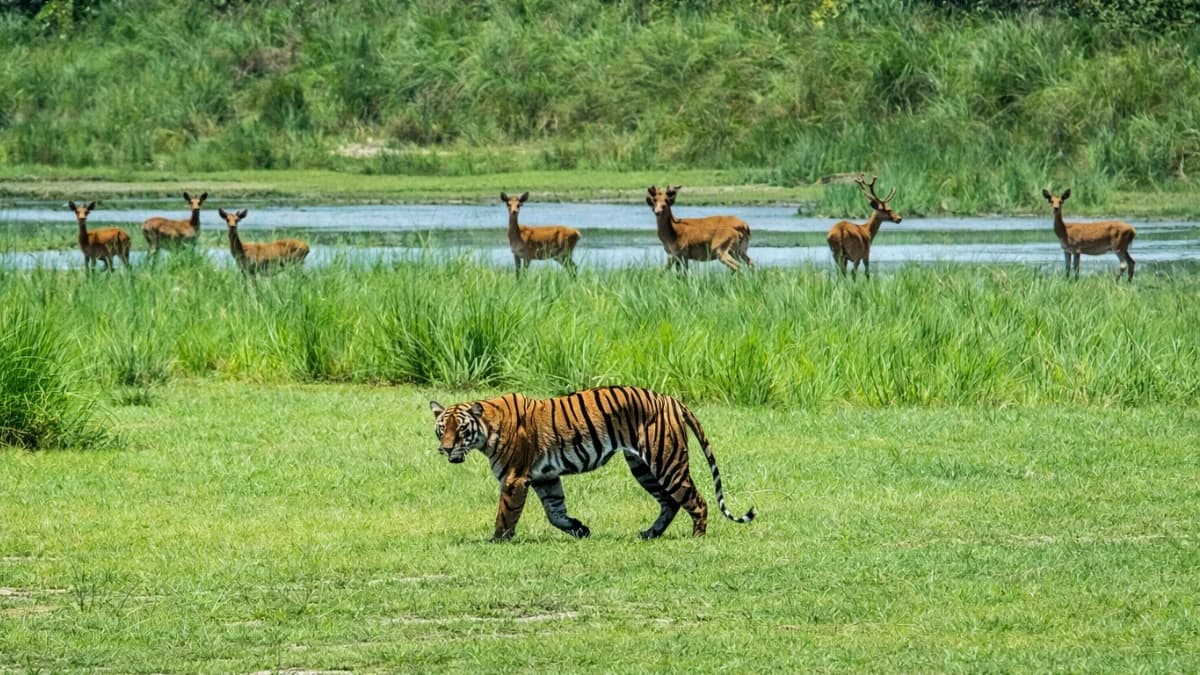 Bengal tiger in grassland at Bardiya National Park, Nepal.