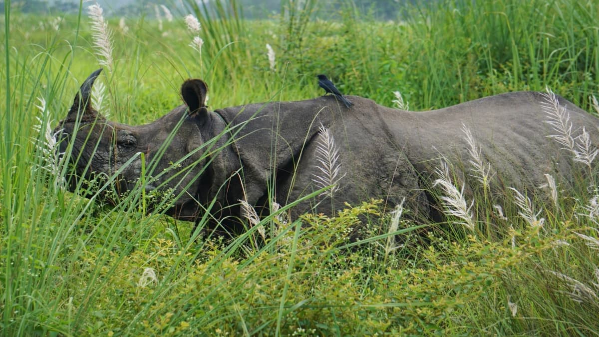 Kathmandu, Pokhara, Chitwan tour-8Days