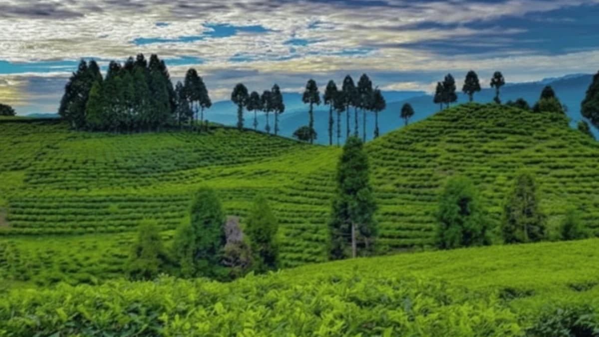 Illam Nepal Travel
