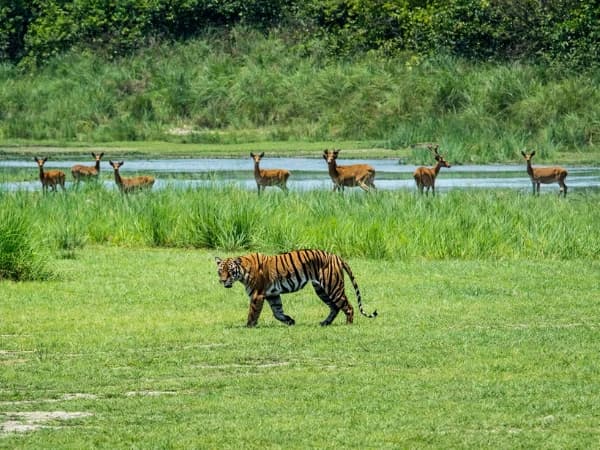 Bengal tiger in grassland at Bardiya National Park, Nepal.