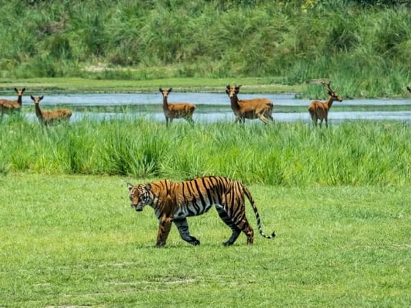 Bengal tiger in grassland at Bardiya National Park, Nepal.