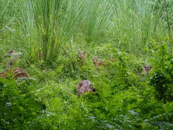 Deer in grassland at Chitwan National Park, Nepal.