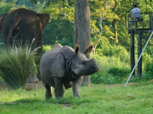 Kathmandu Pokhara Chitwan Tour 8 Days Wildlife Safari Nepal